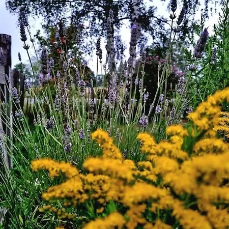 Unieke Trekkershut Zelhem